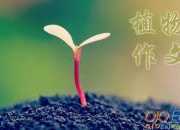 觀察植物綠蘿作文