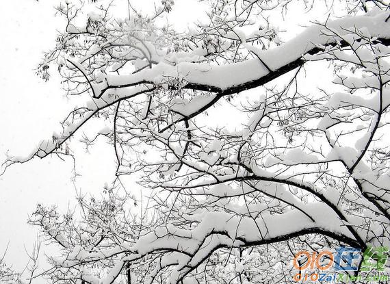 描写冬天银杏树的作文