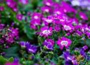 我學會了什么的作文：我學會了做飯