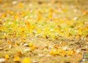 写景作文：秋天的叶子