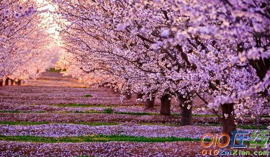 描写樱花盛开美景的高质量作文