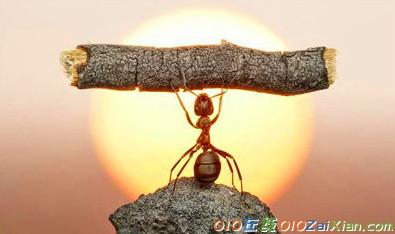 关于蚂蚁的童话作文