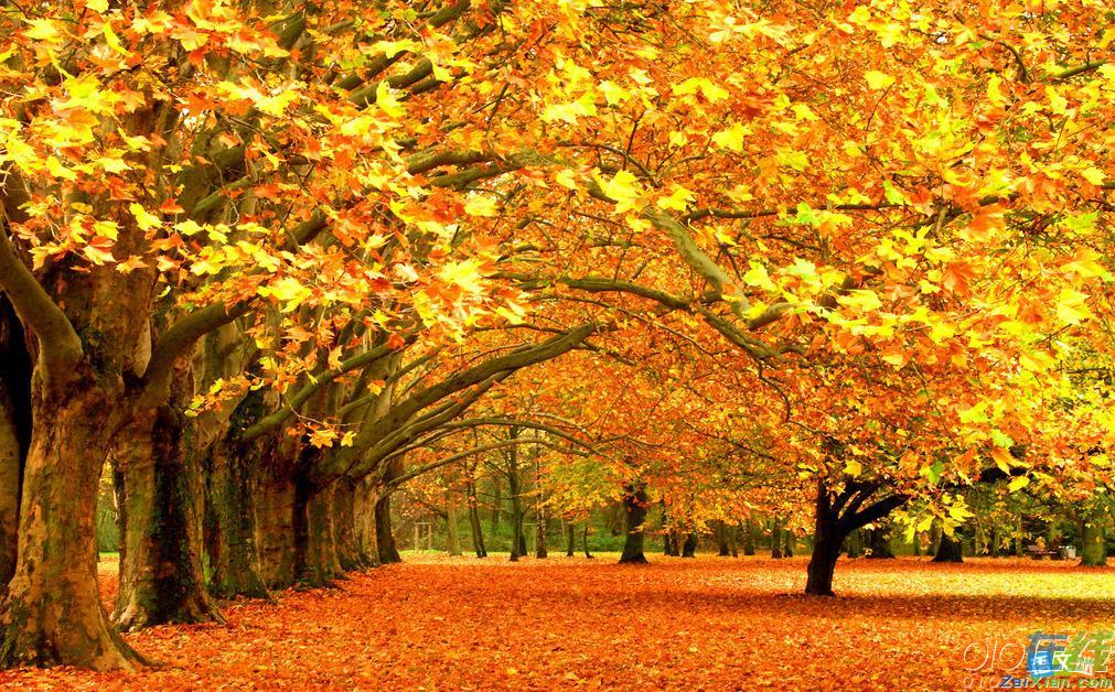 英语作文：美丽的秋天