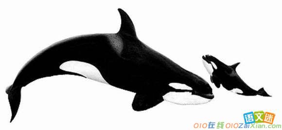 有关鲸鱼的英语作文：日本捕鲸