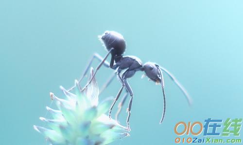 作文：坚强的小蚂蚁