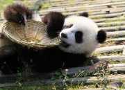 英语作文：保护大熊猫