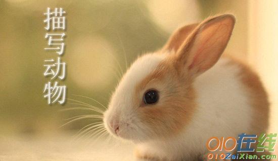 描写小动物的作文：可爱的小白兔