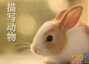描寫小動物的作文：可愛的小白兔