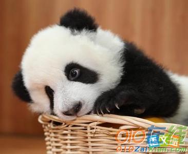 中国熊猫英语作文