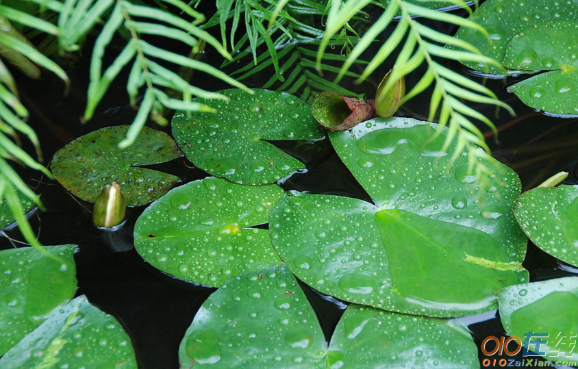 关于雨水节气的农谚