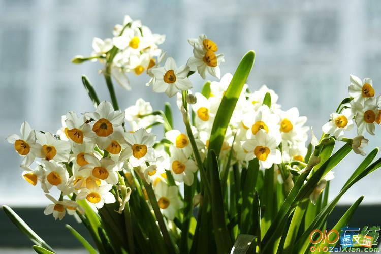 水仙花观察日记