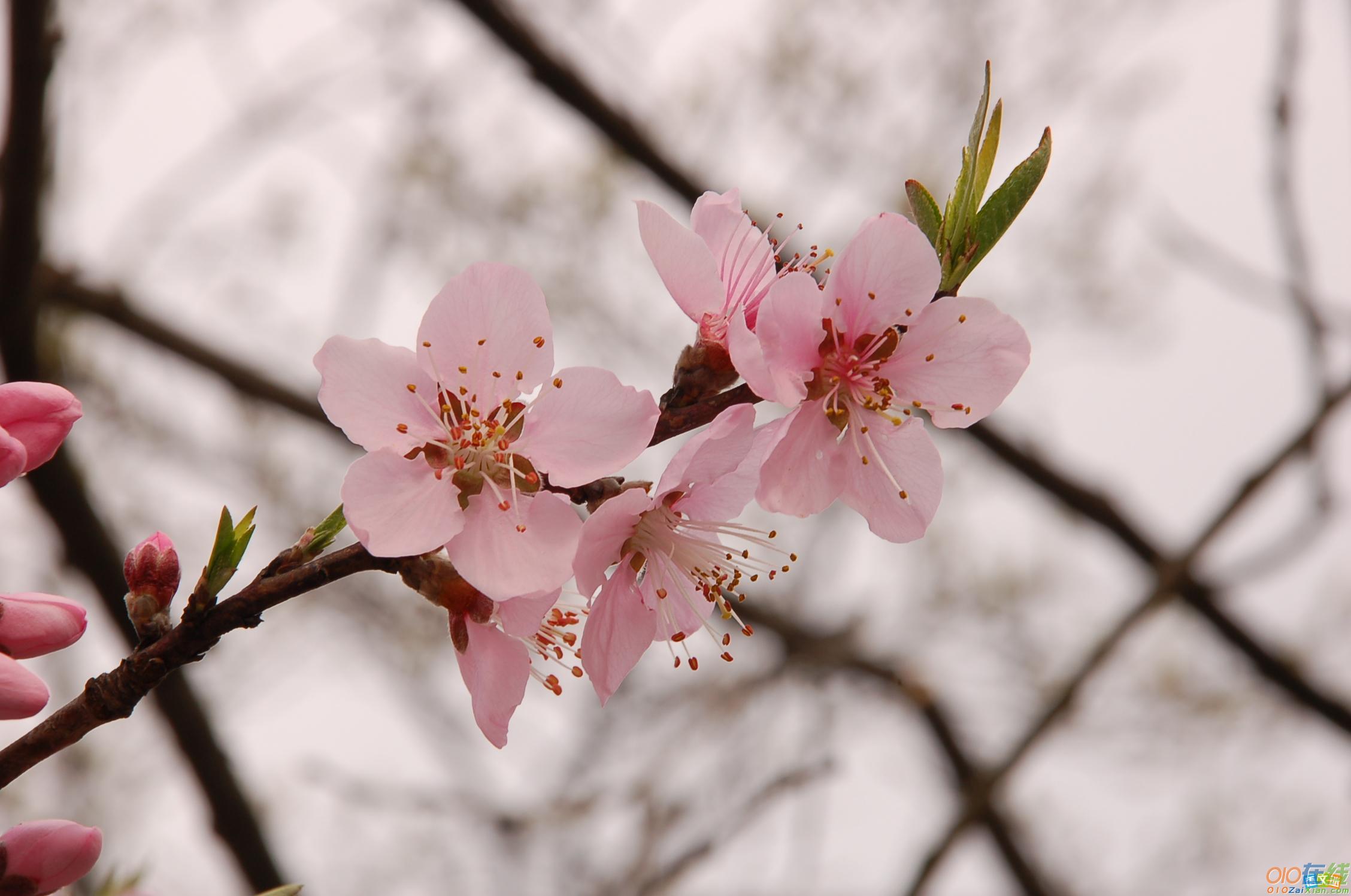 关于春天桃花盛开古诗的作文素材