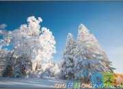 哲理故事：驕傲的雪松