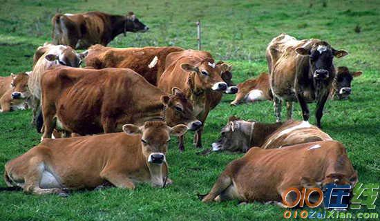 畜牧养殖技术及推广方式论文