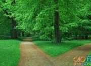 選擇高三作文
