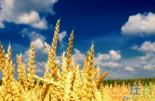 关于又是麦子成熟的季作文