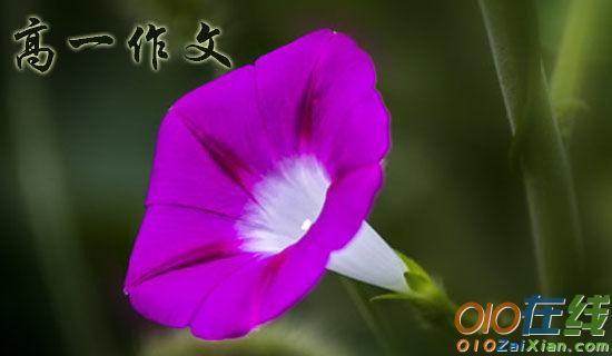 谈宽容的高一作文