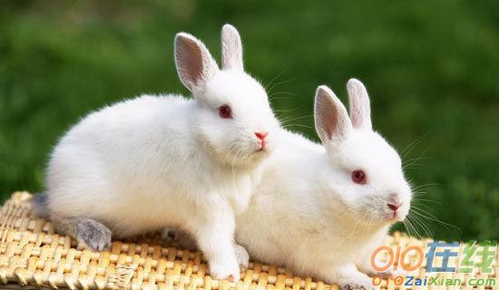 介绍动物的作文：可爱的小白兔