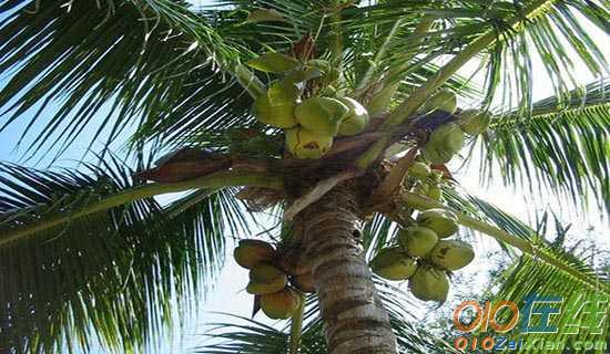 椰子树的作文