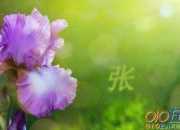 張海迪堅強的故事