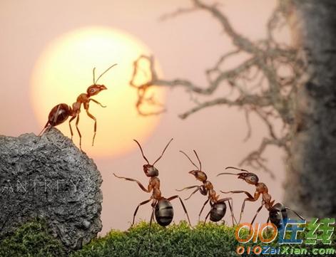 关于与蚂蚁有关的故事