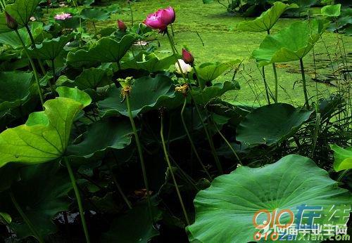 描写夏天暴雨的诗词