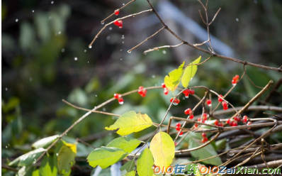 春天的小雨诗歌