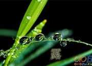 露珠與河流 寓言故事