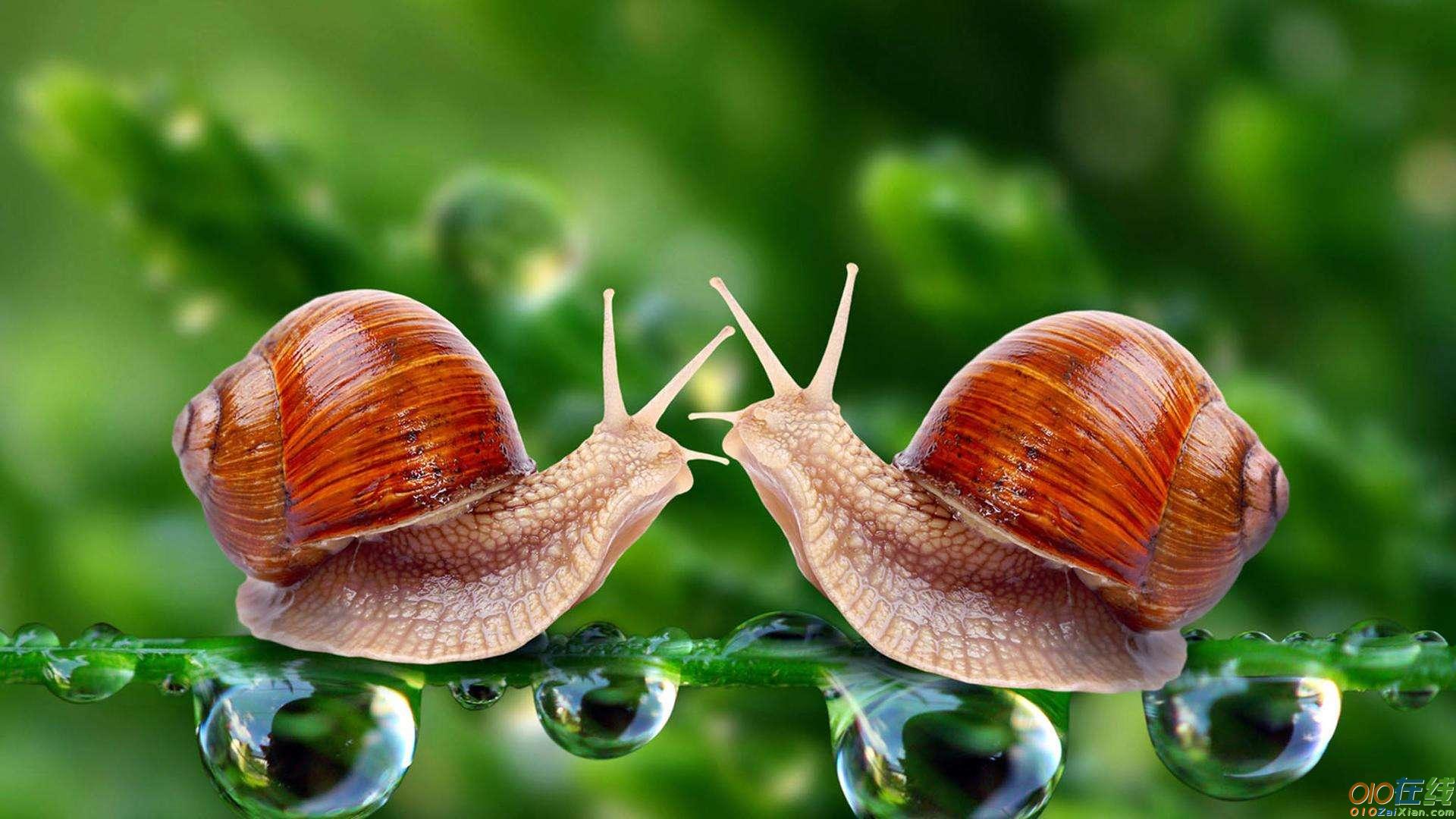 两只小蜗牛的故事