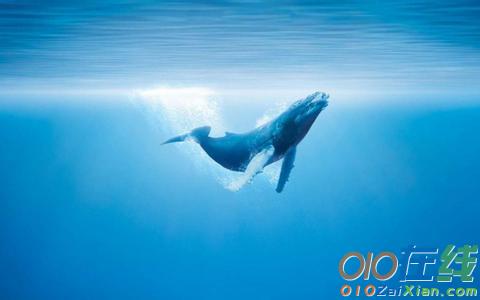 海洋里骄傲的蓝色小鲸鱼的故事及点评