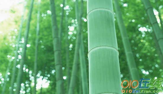 竹与笋味的散文