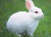 小白兔作文：可爱的小白兔