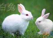 日记可爱的小白兔