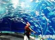 心目中的海洋作文