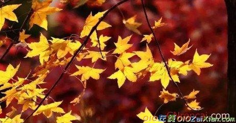 11月节日祝福语短信大全