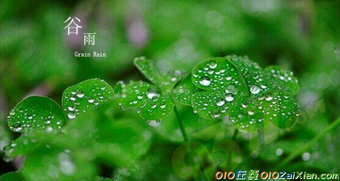 谷雨的诗句美