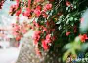 讀你的感覺像春天散文