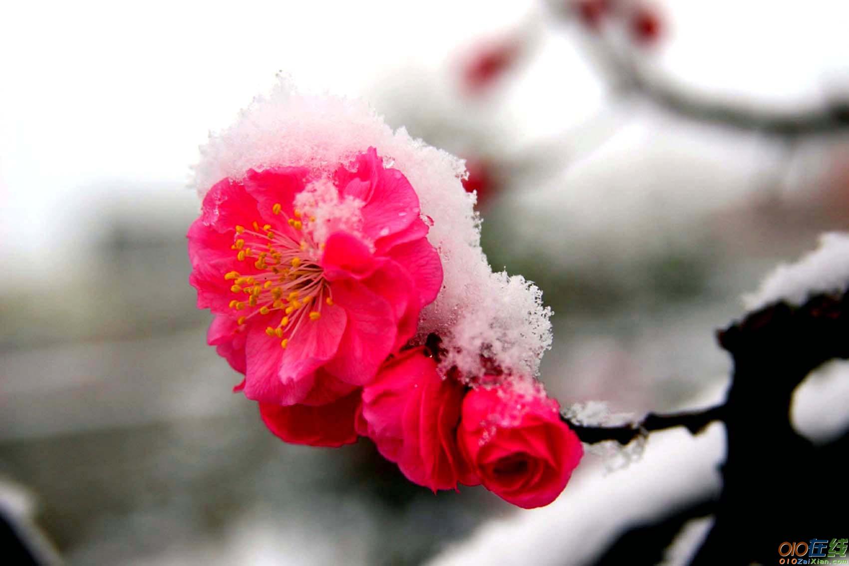 形容春节花开的诗句