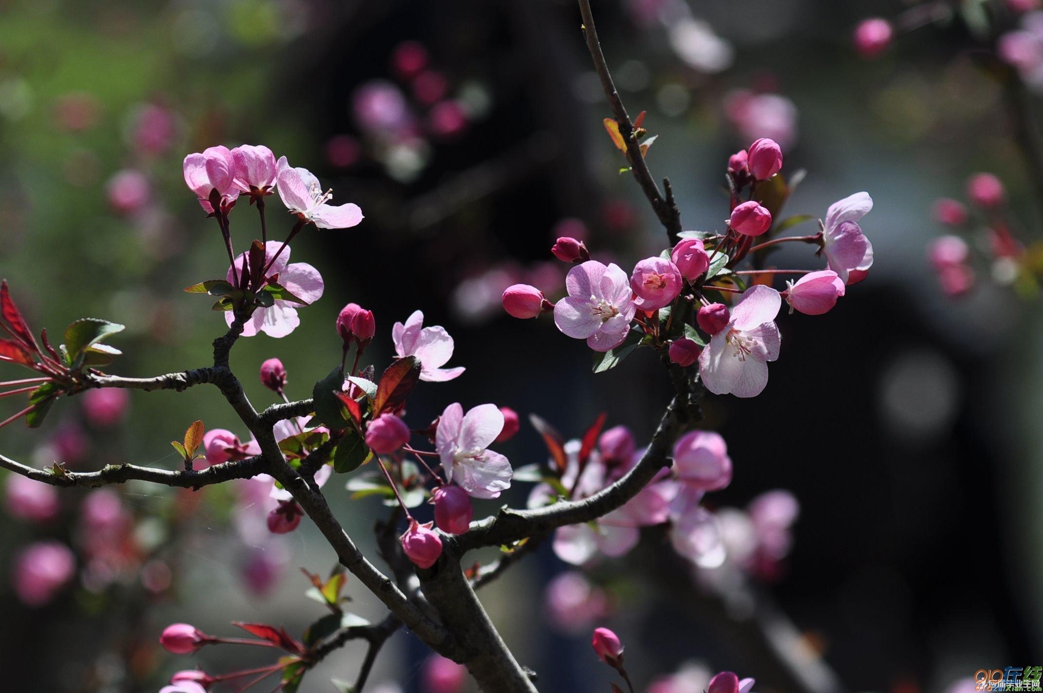 形容春节花开的诗句