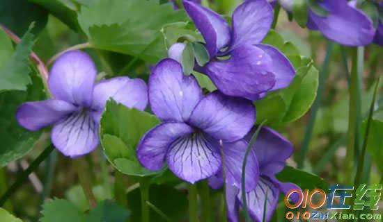 紫薇花开的诗歌