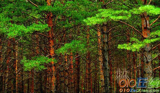 林业产业发展与林业生态建设的关系论文