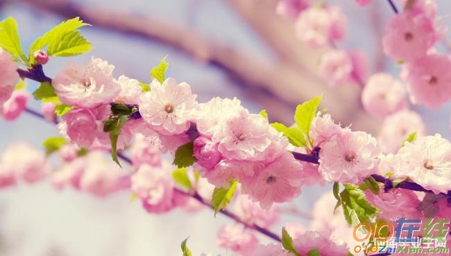 春天桃花的诗歌