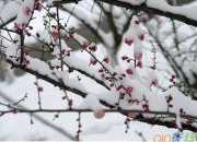 關于下雪了的日記