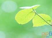 語文課文《“番茄太陽”》的教后記范例