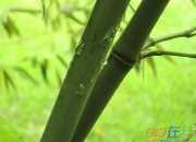 一場秋雨一陣涼詩句