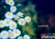 李清照詩詞名句大全