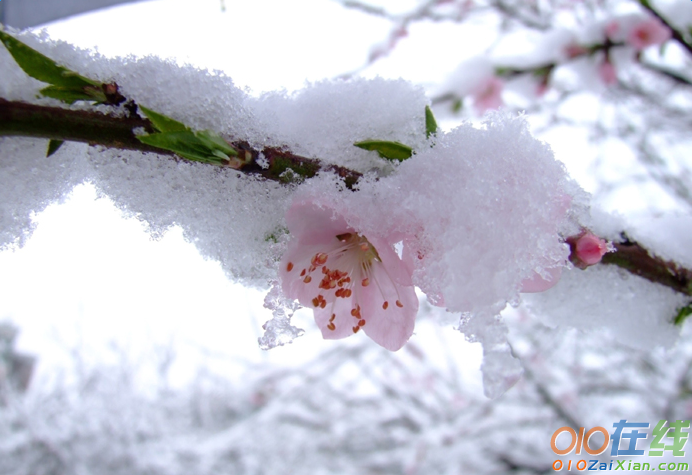 写梅花的诗句大全