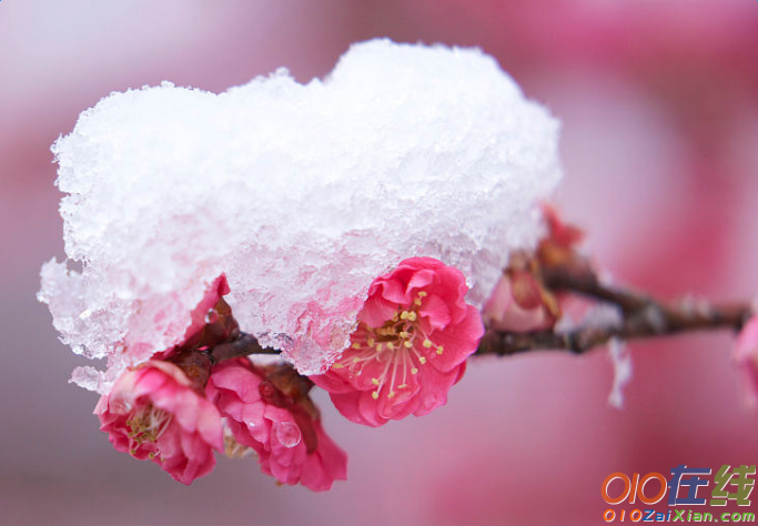 写梅花的诗句大全