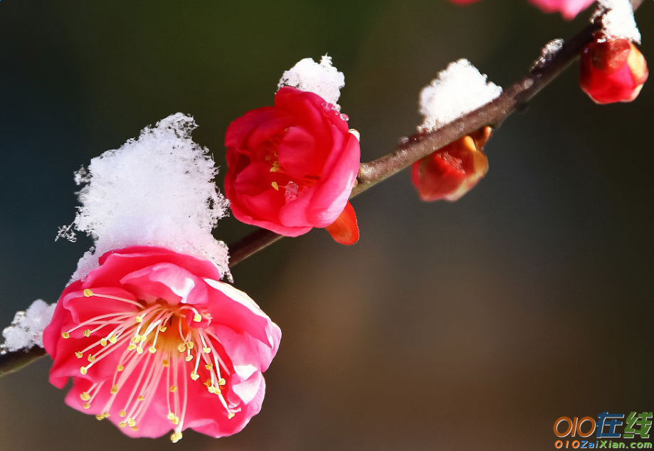 写梅花的诗句大全