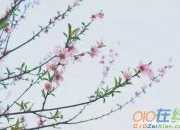 愛情的唯美詩句61句